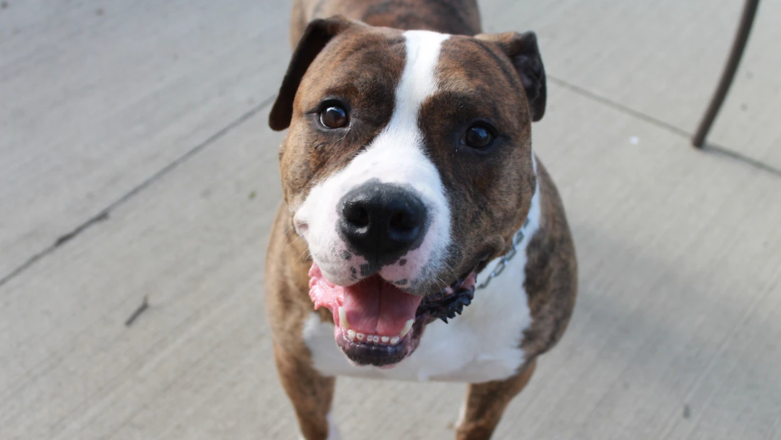 American Staffordshire Terrier en bonne santé, couvert par une assurance chien