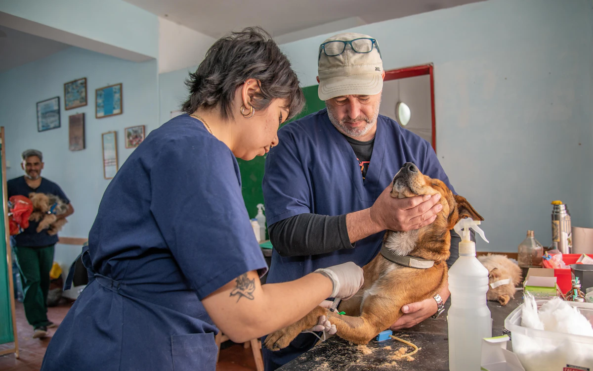 Vétérinaire examinant un chien et un chat, assurance santé animale