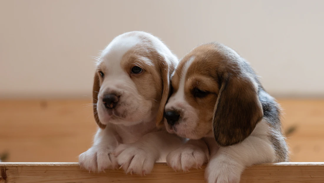 Beagle en bonne santé, couvert par une assurance chien