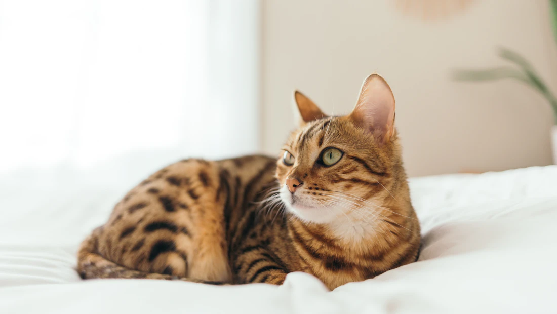 Bengal en bonne santé, couvert par une assurance chat