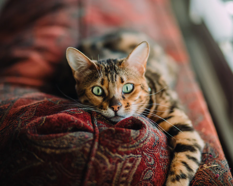 Bengal en bonne santé, illustration assurance chat