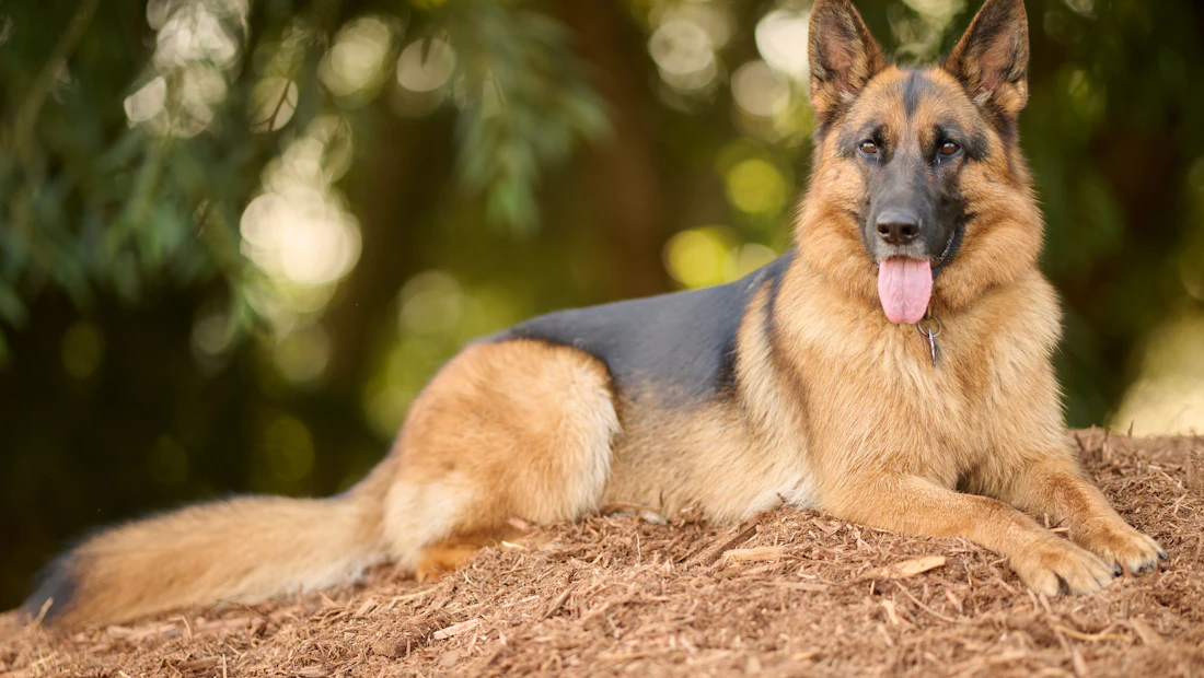 Berger Allemand en bonne santé, couvert par une assurance chien