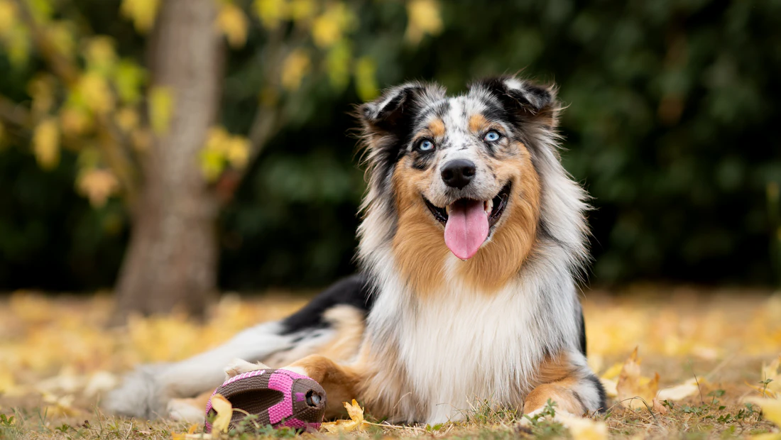 Berger Australien en bonne santé, couvert par une assurance chien