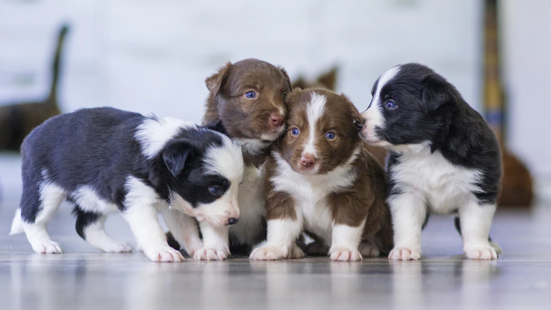 Border Collie en bonne santé, couvert par une assurance chien