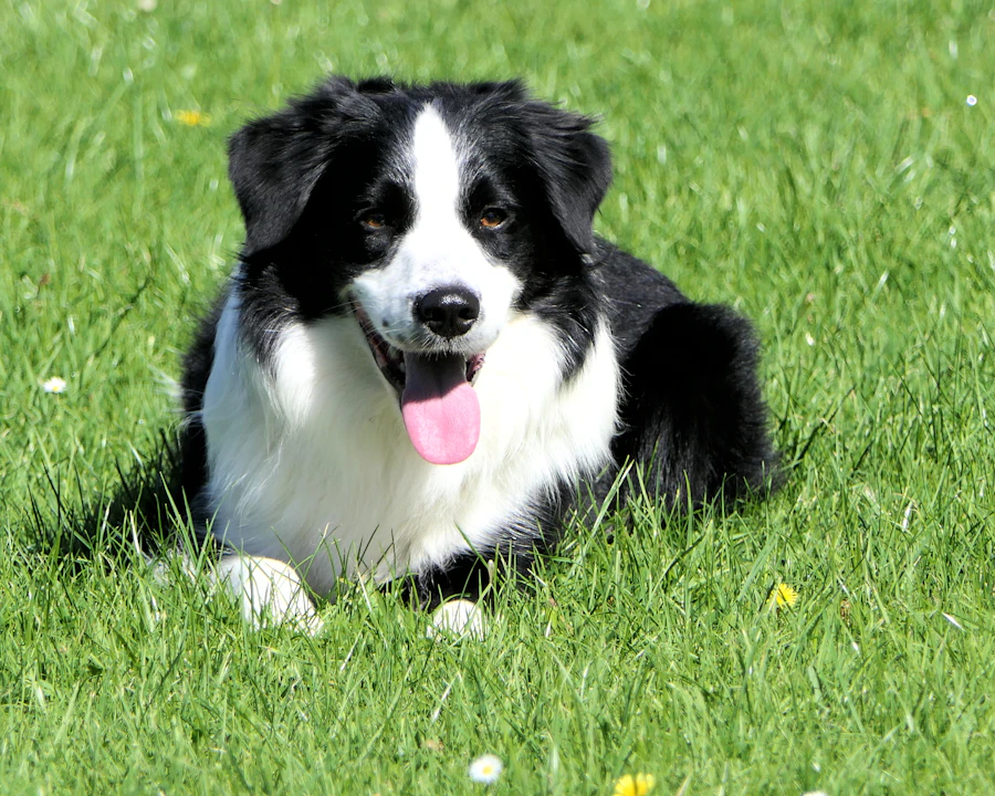 Border Collie en bonne santé : comparatif des meilleures assurances