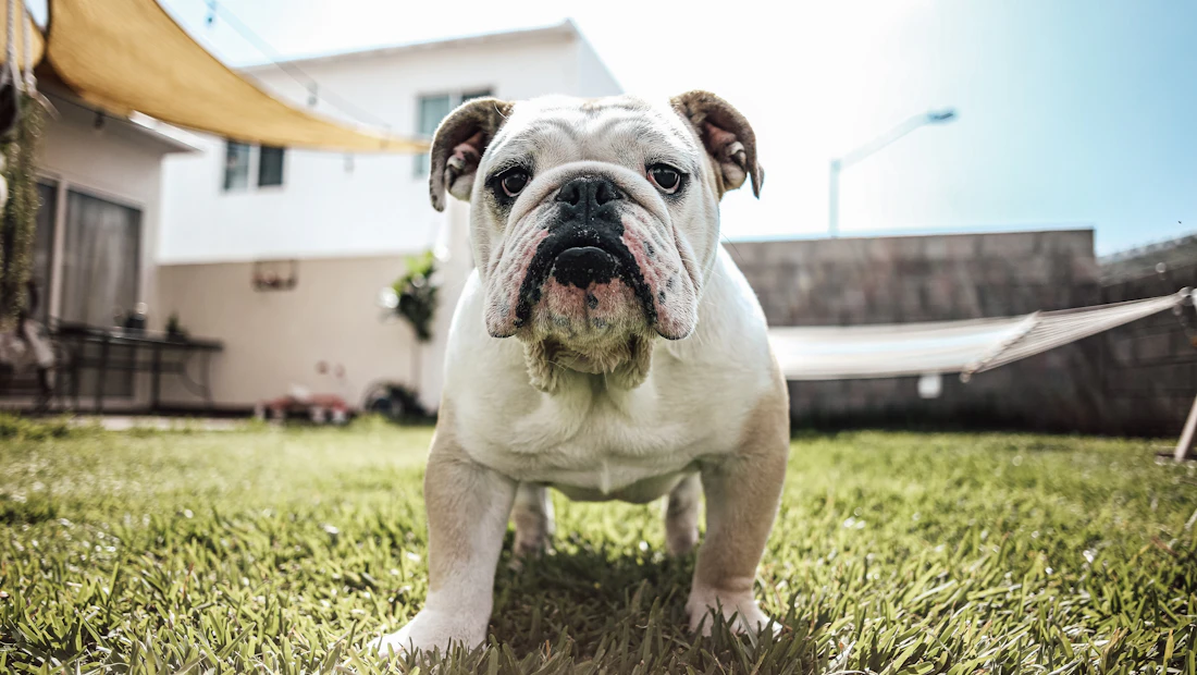 Bouledogue Anglais en bonne santé, couvert par une assurance chien