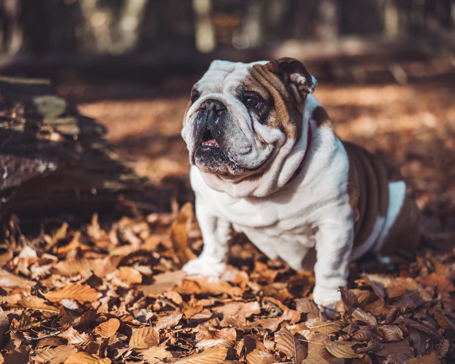 Bouledogue Anglais en bonne santé : comparatif des meilleures assurances
