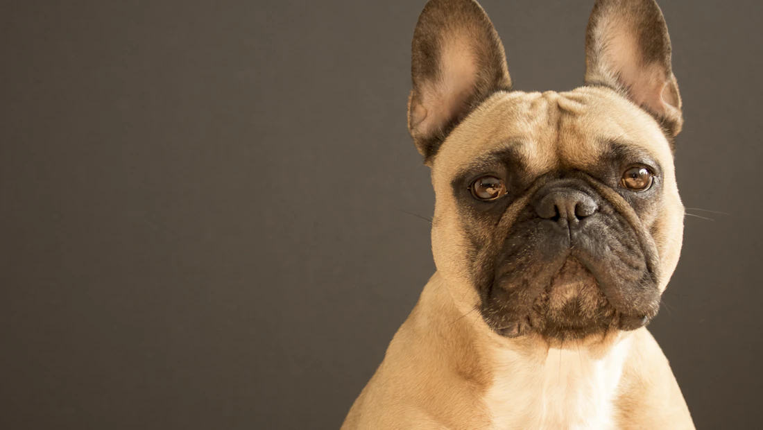 Bouledogue Français en bonne santé, couvert par une assurance chien