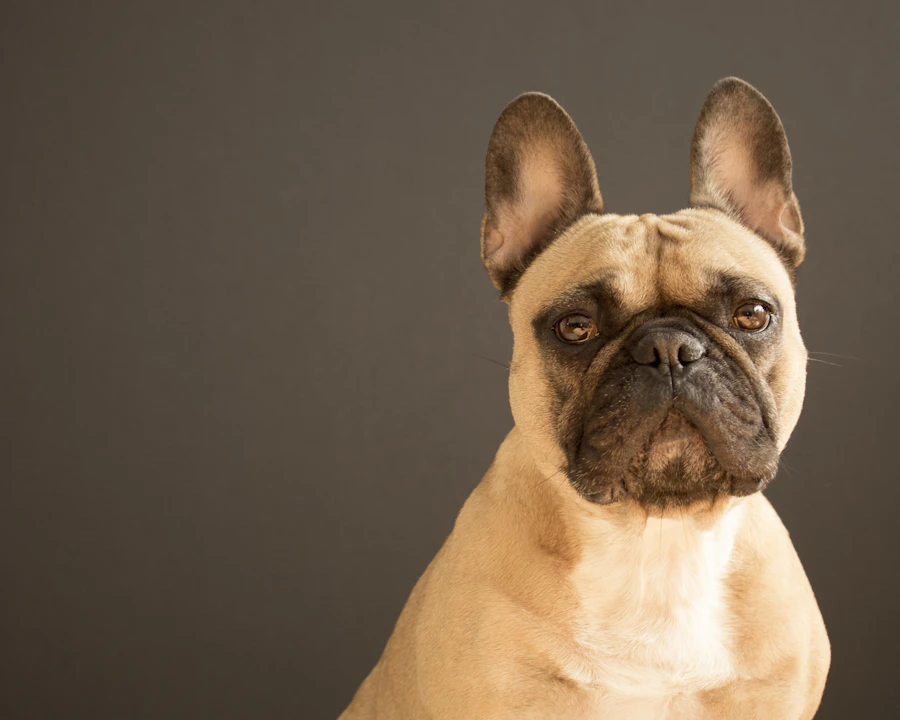 Bouledogue Français en bonne santé, illustration assurance chien