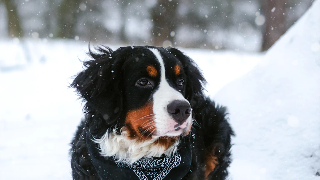 Bouvier Bernois en bonne santé, couvert par une assurance chien