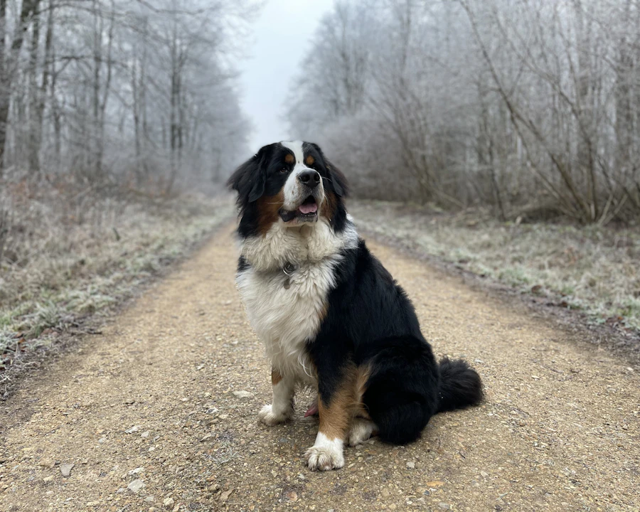 Bouvier Bernois en bonne santé, illustration assurance chien