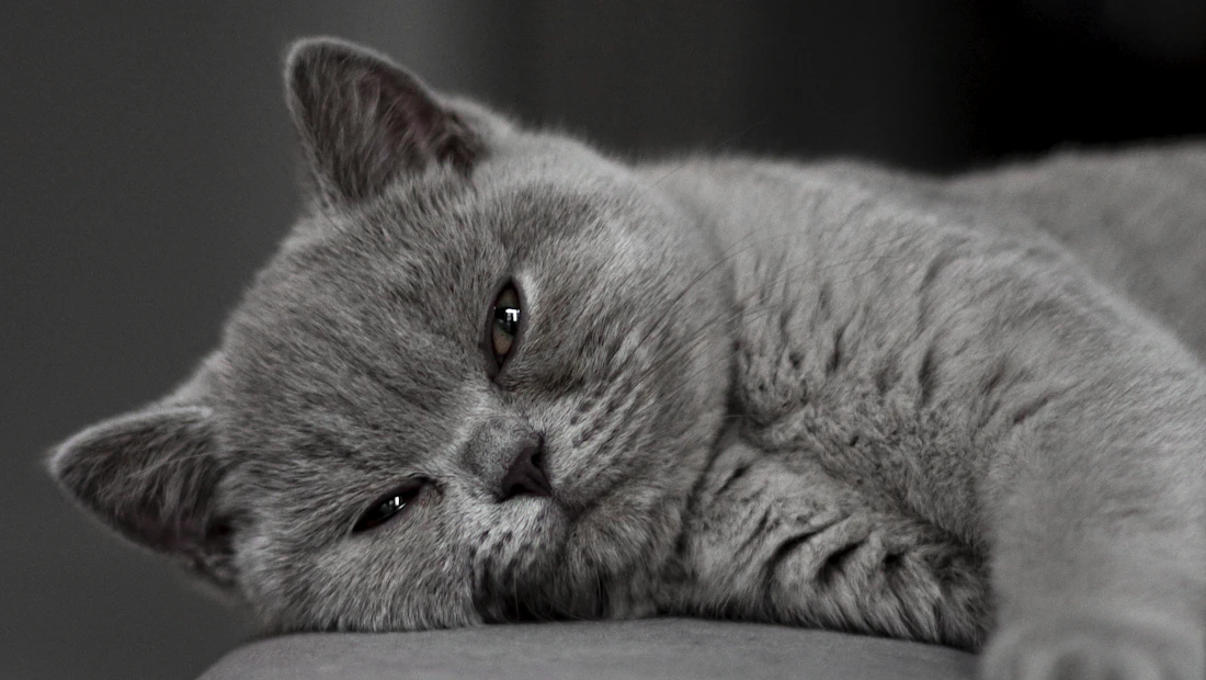 British Shorthair en bonne santé, couvert par une assurance chat
