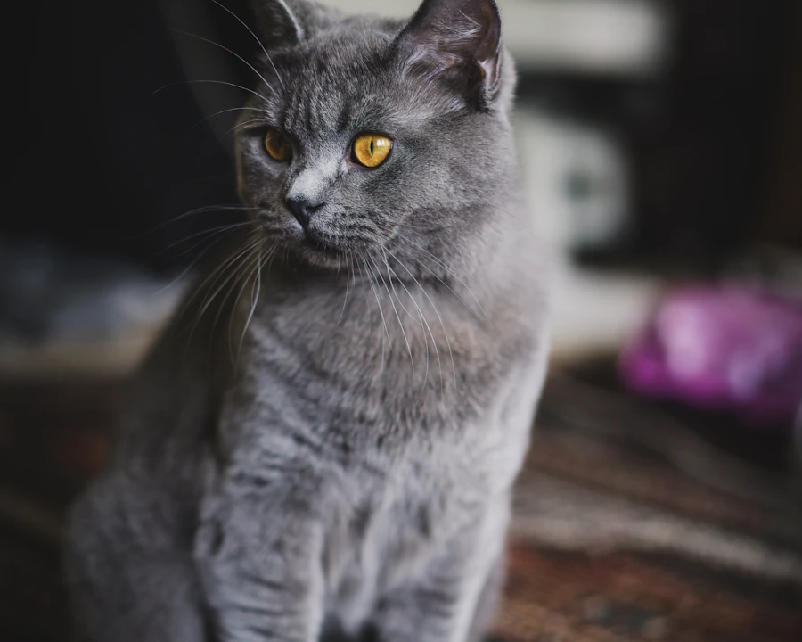 British Shorthair en bonne santé, illustration assurance chat