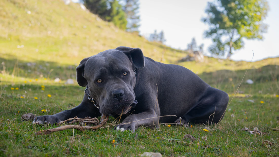 Cane Corso en bonne santé, couvert par une assurance chien