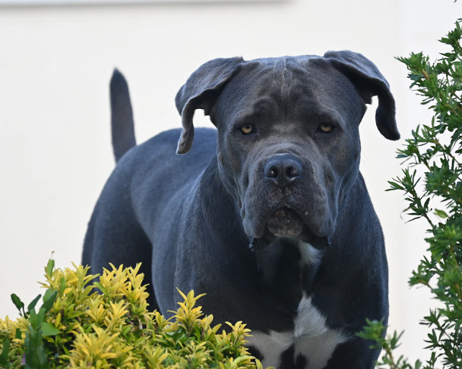 Cane Corso en bonne santé : comparatif des meilleures assurances
