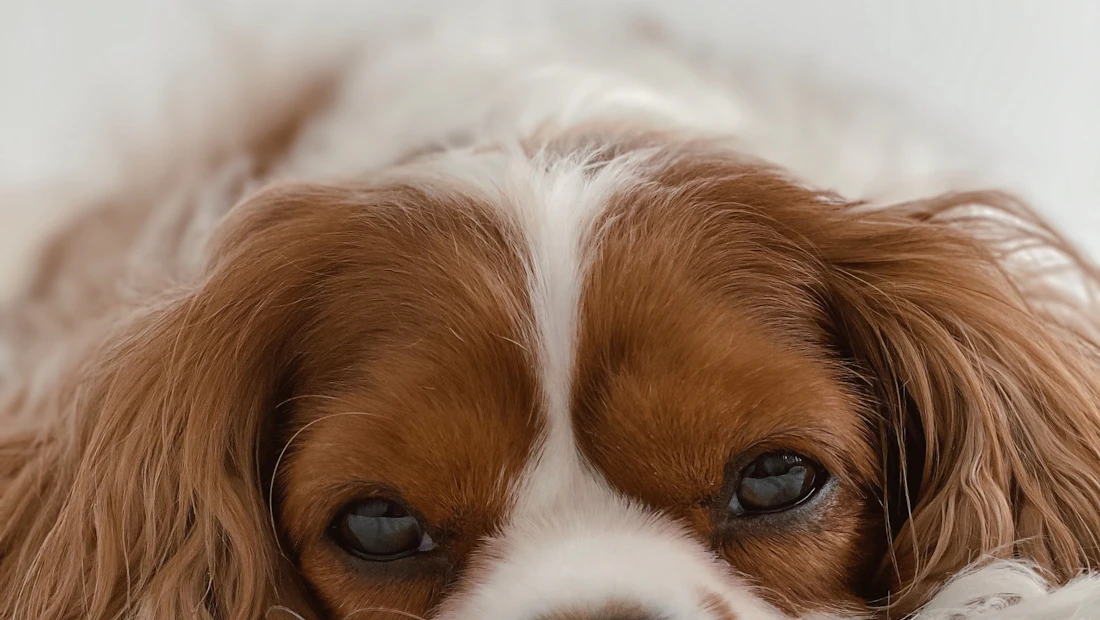 Cavalier King Charles en bonne santé, couvert par une assurance chien