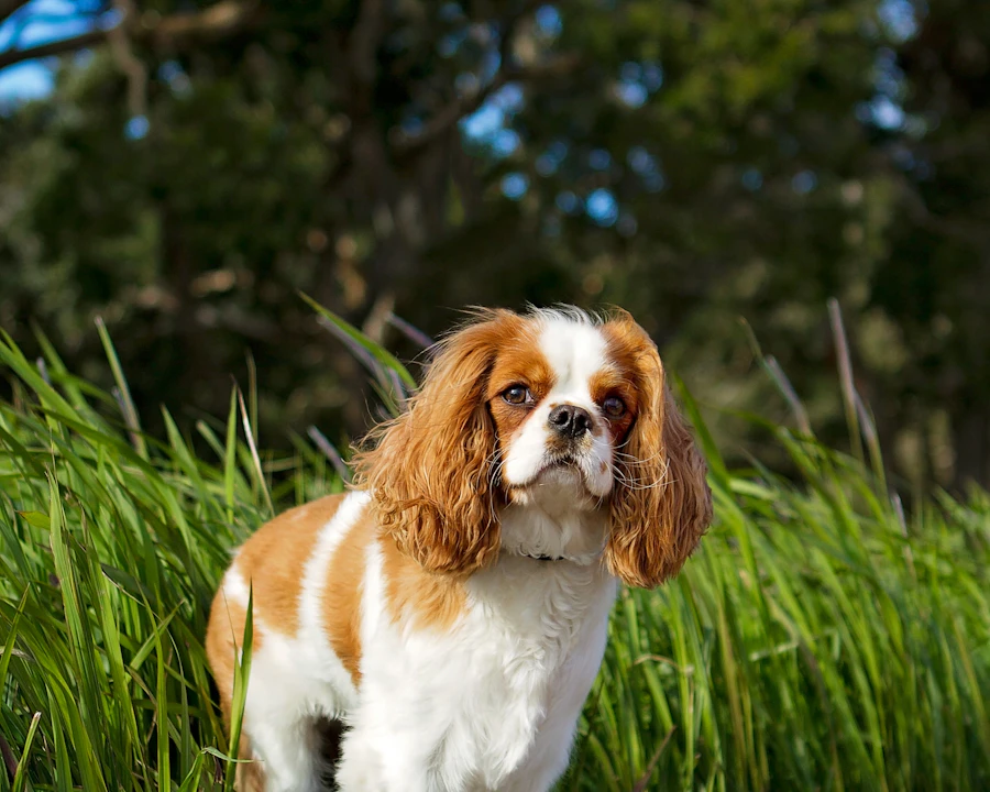 Cavalier King Charles en bonne santé, illustration assurance chien