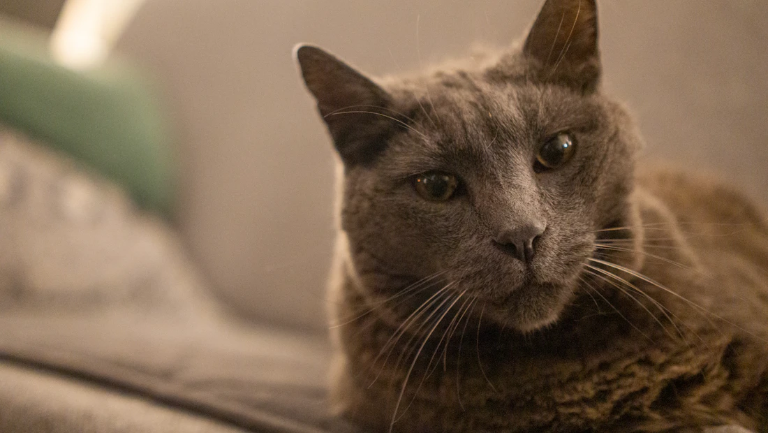 Chartreux en bonne santé, couvert par une assurance chat