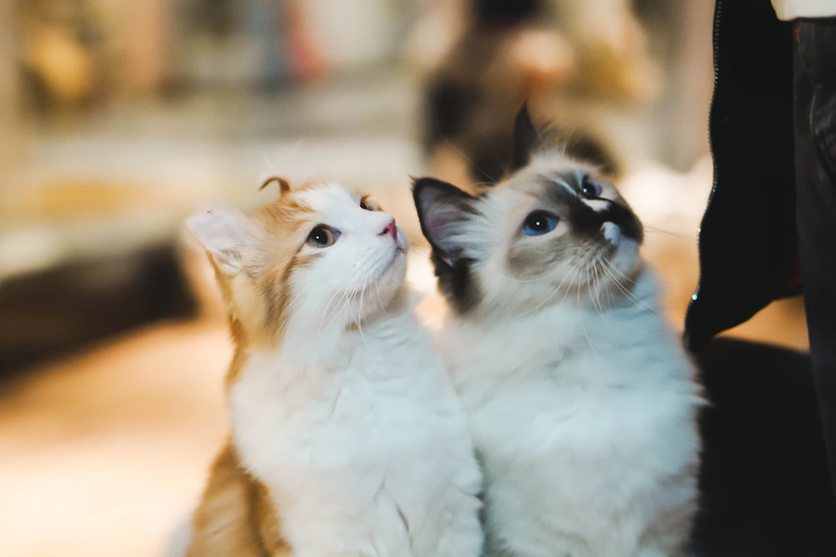 Deux chats en bonne santé couverts par une assurance santé chat