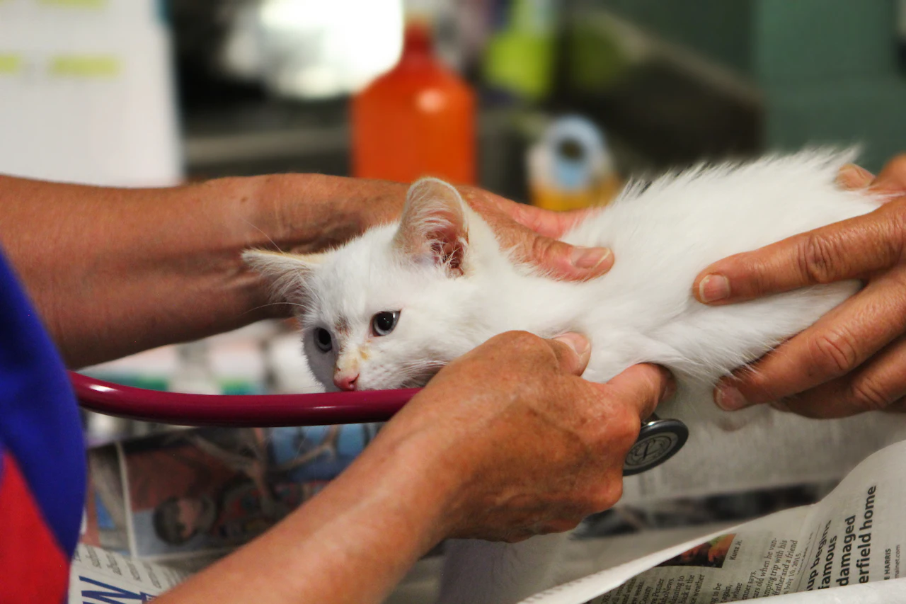 Chaton blanc examiné par un vétérinaire pour sa stérilisation