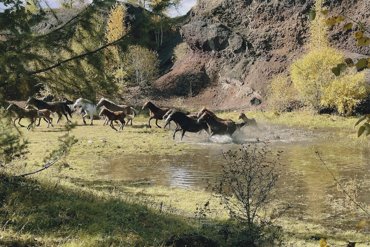 Chevaux en bonne santé couverts par une assurance cheval