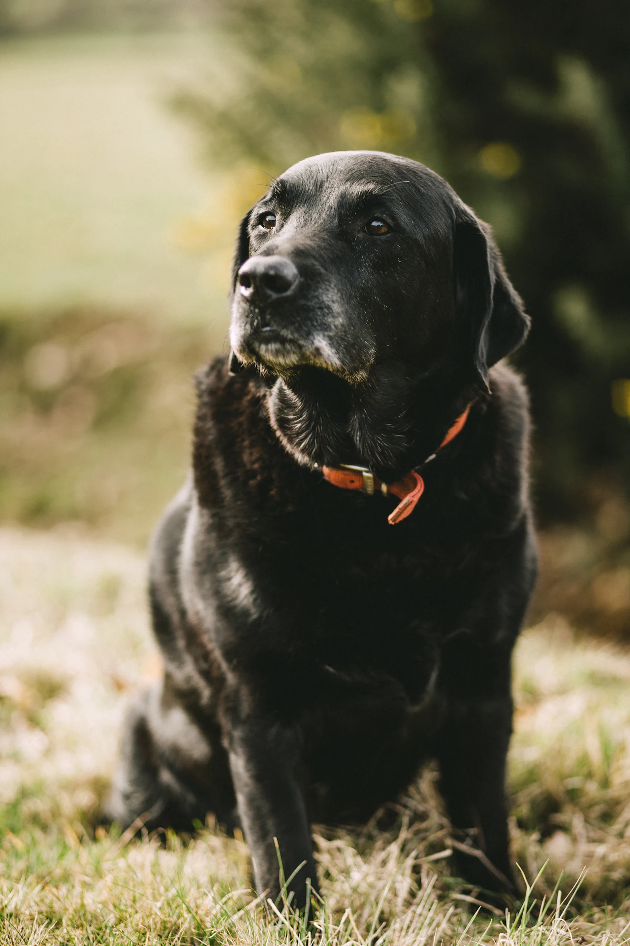 Chien âgé senior au museau grisonnant