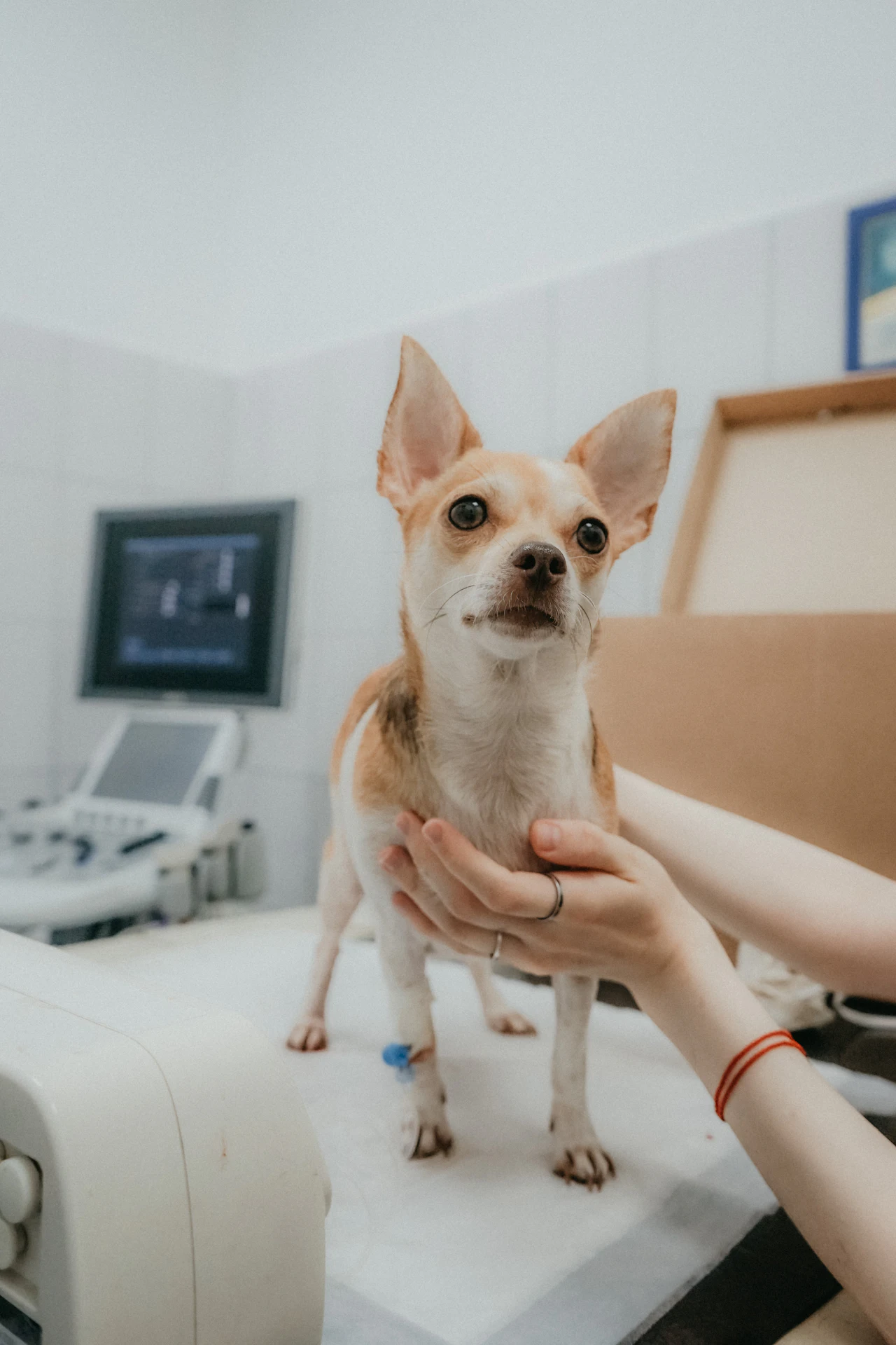 Chien en consultation vétérinaire tenu par son maître