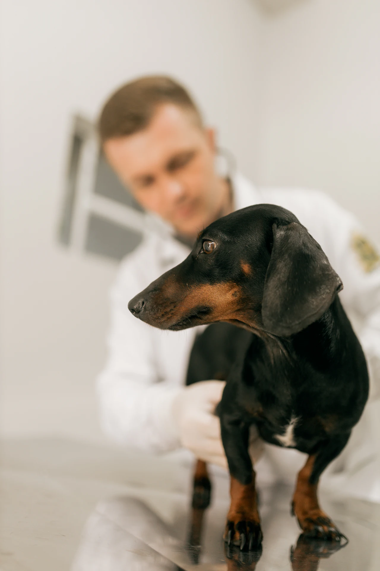 Vétérinaire examinant un chien teckel lors d'une consultation