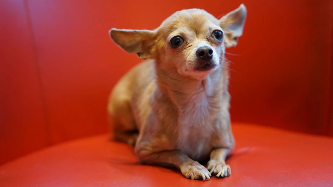 Chihuahua en bonne santé, couvert par une assurance chien