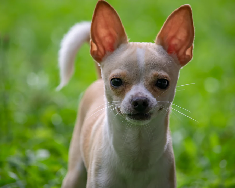 Chihuahua en bonne santé : comparatif des meilleures assurances