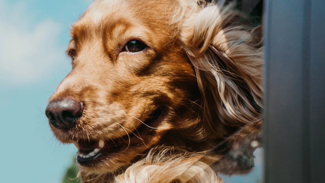 Cocker Anglais en bonne santé, couvert par une assurance chien