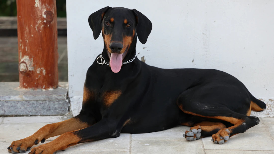 Dobermann en bonne santé, couvert par une assurance chien