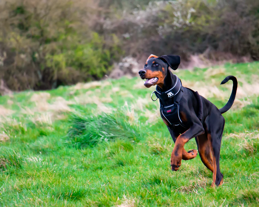 Dobermann en bonne santé, illustration assurance chien