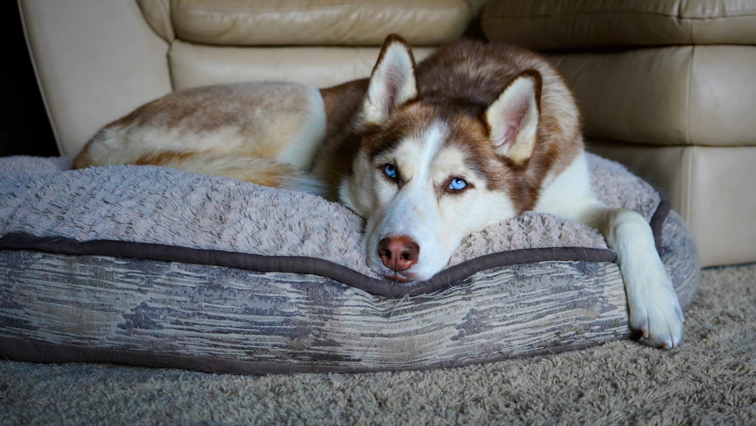 Husky Sibérien en bonne santé, couvert par une assurance chien