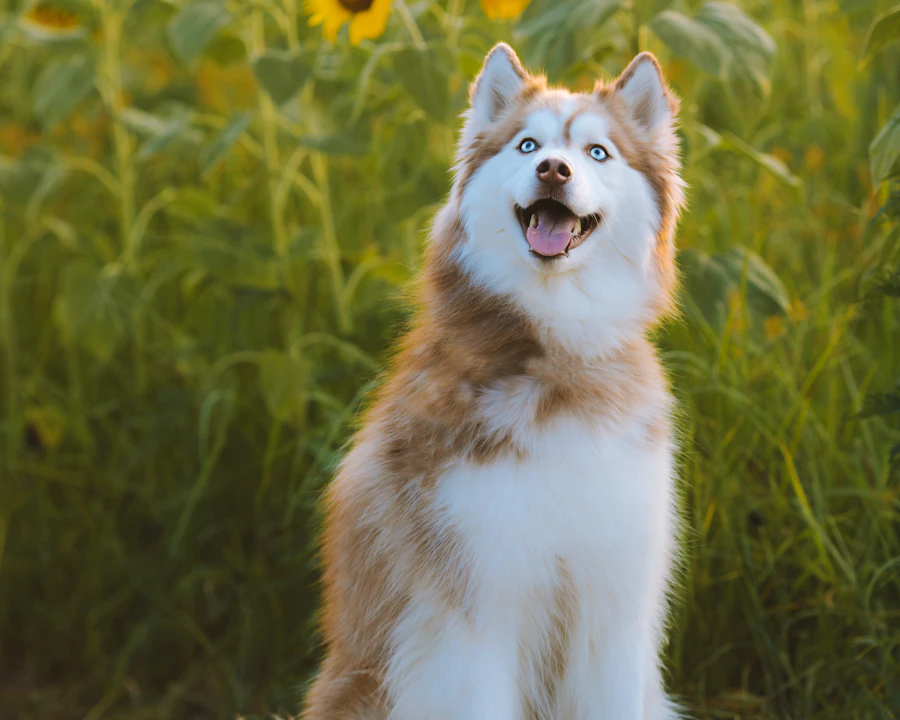 Husky Sibérien en bonne santé : comparatif des meilleures assurances