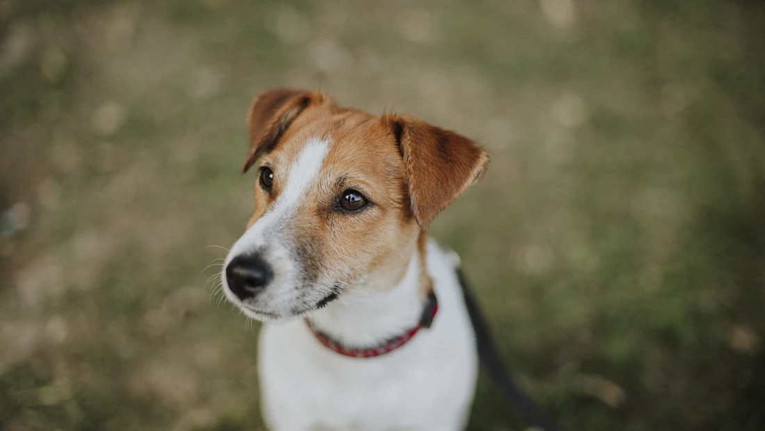 Jack Russell en bonne santé, couvert par une assurance chien