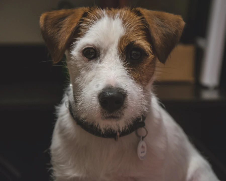 Jack Russell en bonne santé, illustration assurance chien