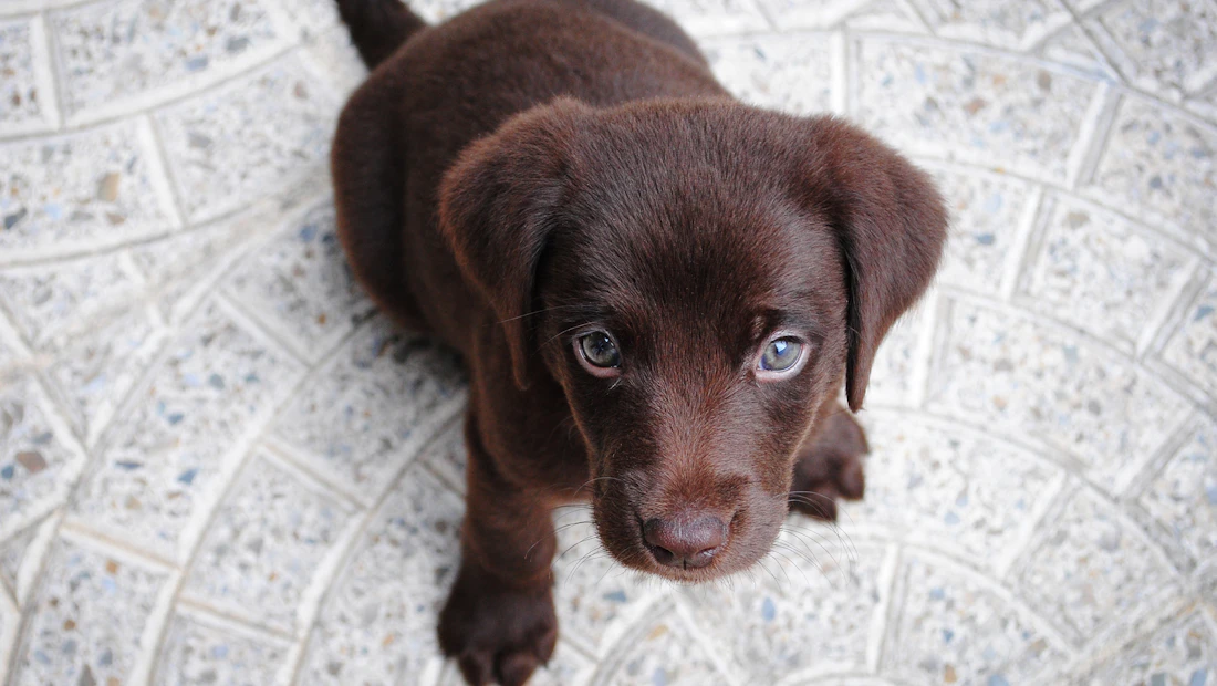 Labrador en bonne santé, couvert par une assurance chien