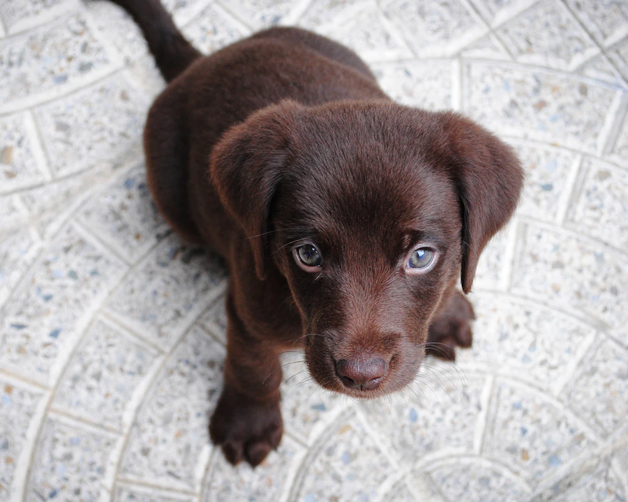 Labrador en bonne santé, illustration assurance chien