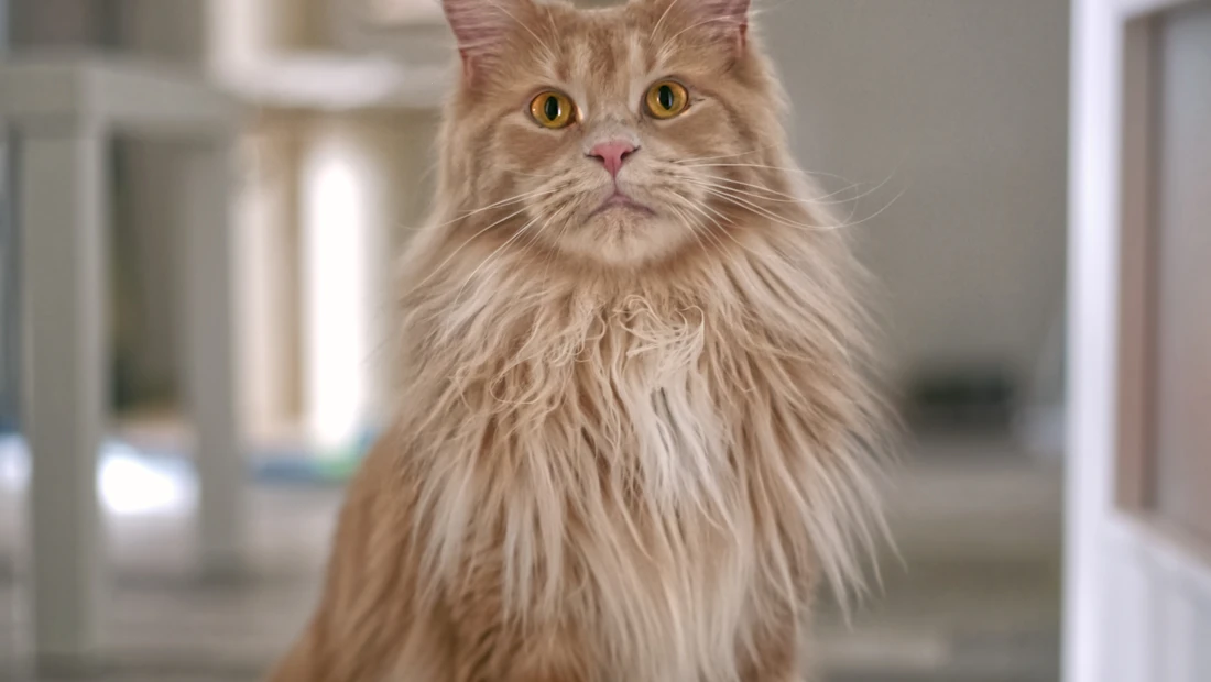 Maine Coon en bonne santé, couvert par une assurance chat