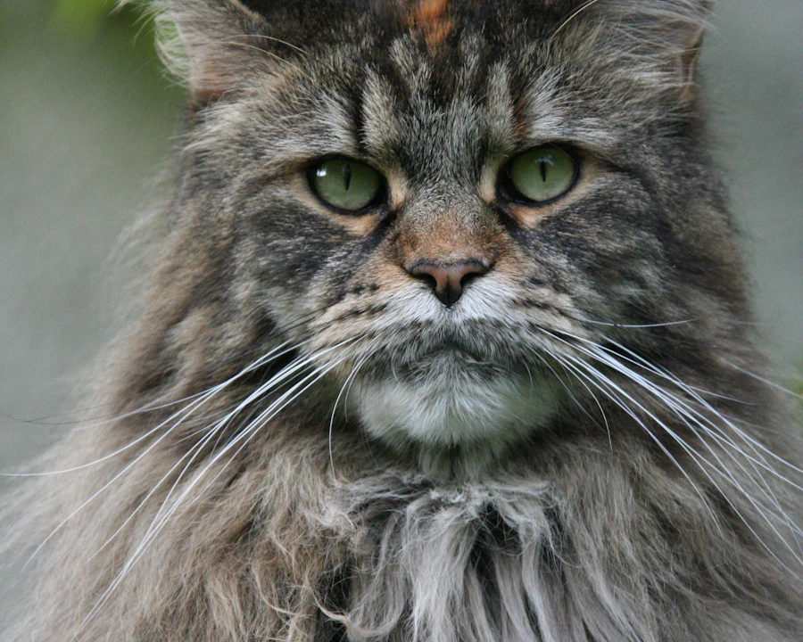 Maine Coon en bonne santé, illustration assurance chat