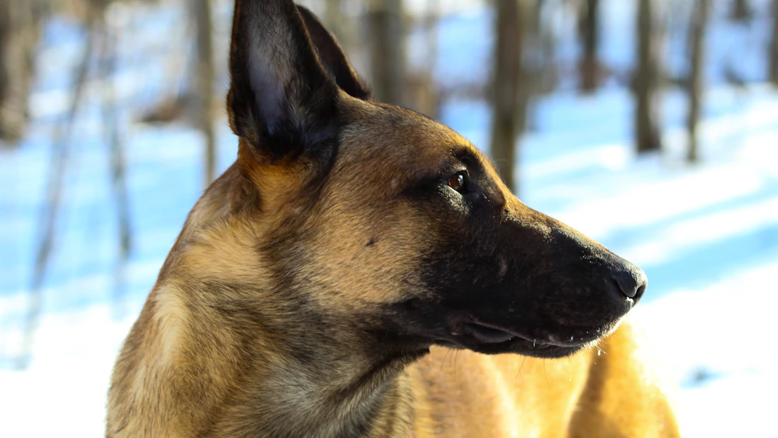 Berger Belge Malinois en bonne santé, couvert par une assurance chien