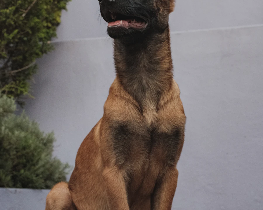 Berger Belge Malinois en bonne santé : comparatif des meilleures assurances