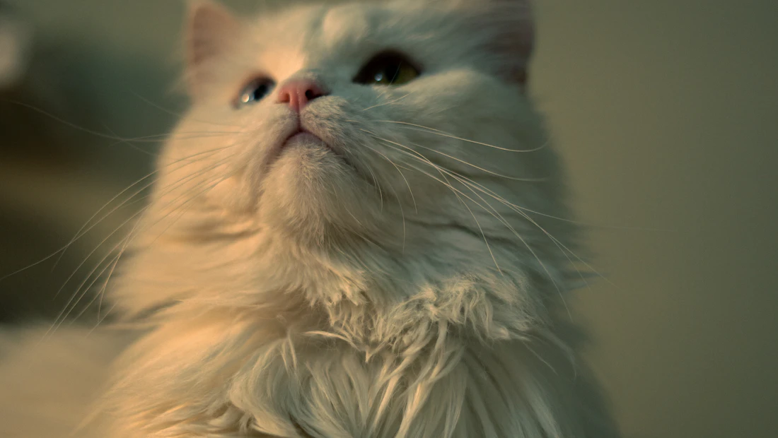 Persan en bonne santé, couvert par une assurance chat