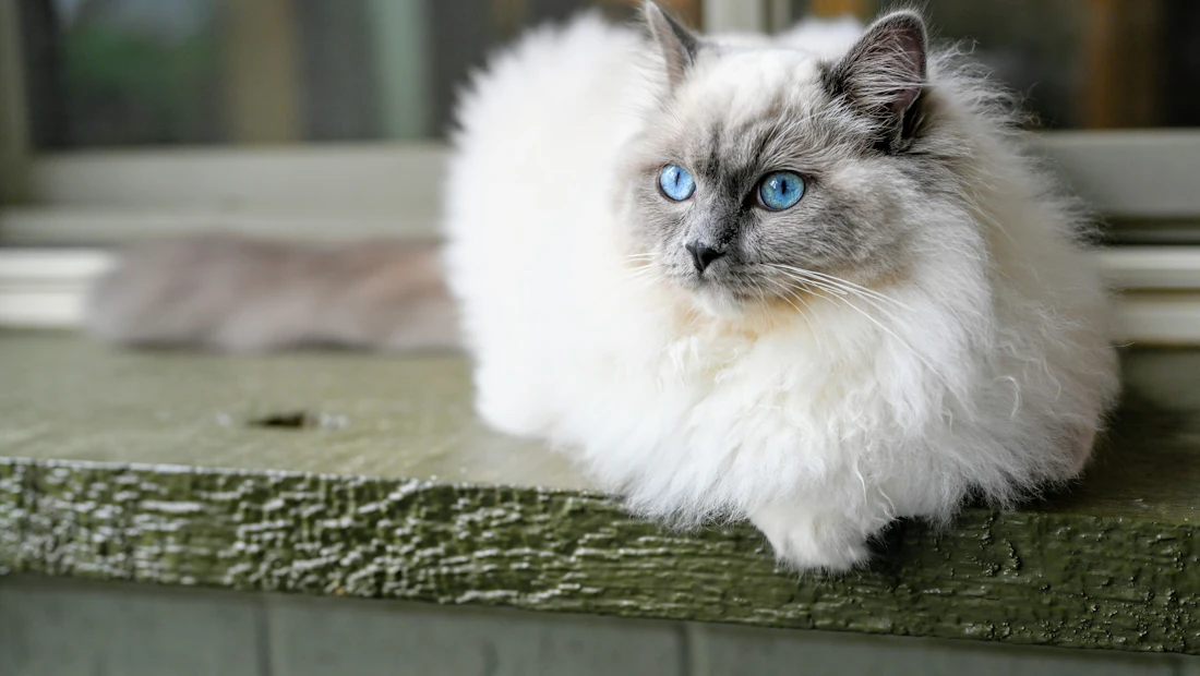 Ragdoll en bonne santé, couvert par une assurance chat