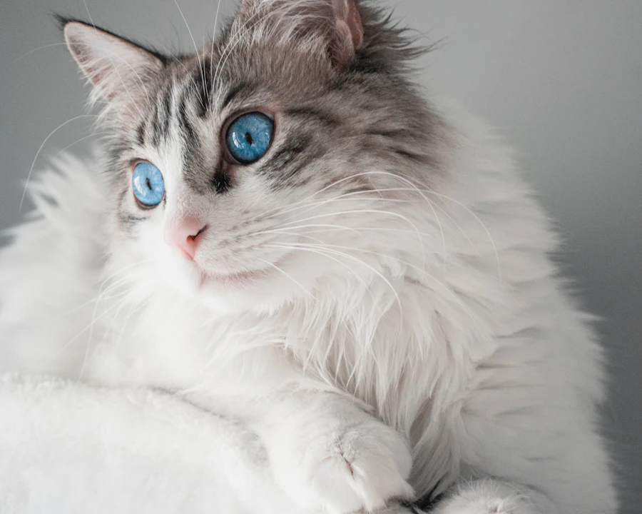 Ragdoll en bonne santé, illustration assurance chat