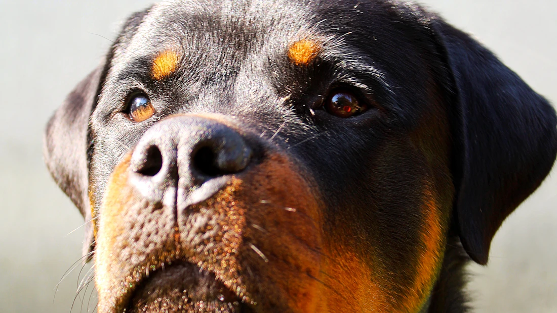 Rottweiler en bonne santé, couvert par une assurance chien