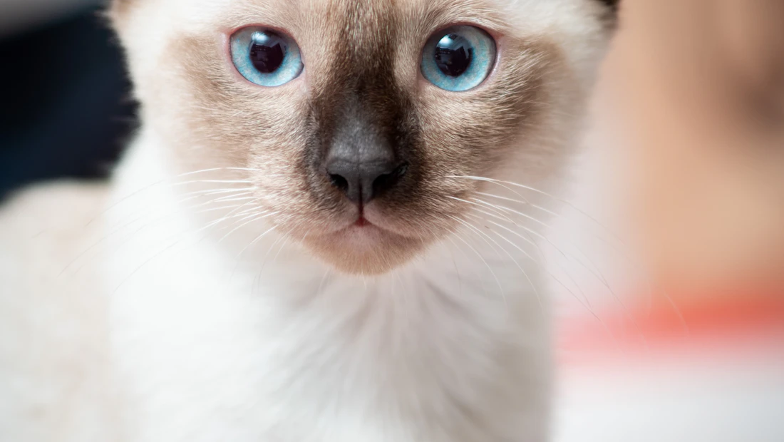 Sacré de Birmanie en bonne santé, couvert par une assurance chat