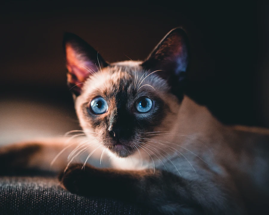 Sacré de Birmanie en bonne santé, illustration assurance chat