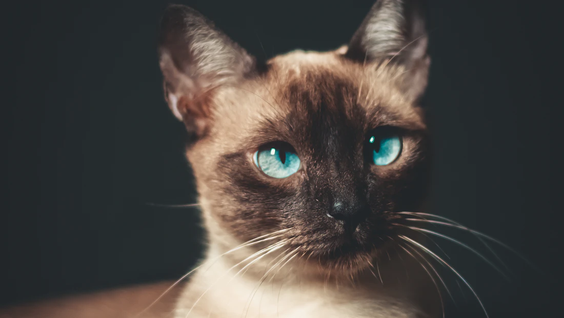 Siamois en bonne santé, couvert par une assurance chat